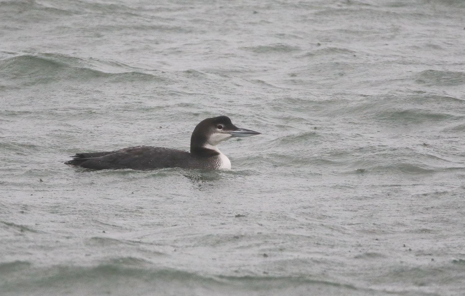 Common Loon in winter plumage.
